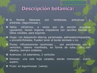 Descripción botánica:

 la   familia   fabaceae     son    herbáceas,   arbustivas   o
  arbóreas, (leguminosas ).
 Tallos: cilíndricos, a veces son de sección angulosa
  (guisante), tienen órganos trepadores con zarcillos foliares o
  tallos volubles, para erguirse.
 Hojas: con disposición alterna, paripinadas, palmeadocompuestas
  o pinnatitrifoliadas. Pueden tener el borde dentado o no.
 Flores: inflorescencias racemosas ,  son pentámeras con 5
  verticilos; tálamo manifiesto, en forma de tubo; cáliz con
  sépalos, siempre soldados.
 Androceo: 10 estambres, 2 verticilos
 Gineceo: una sola hoja carpelar, siendo monocular; ovario
  supero.
 Fruto: en leguminosas (vaina).
 