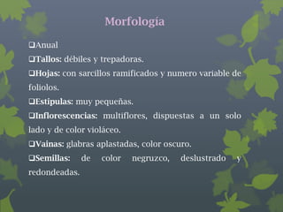 Morfología

Anual
Tallos: débiles y trepadoras.
Hojas: con sarcillos ramificados y numero variable de
foliolos.
Estipulas: muy pequeñas.
Inflorescencias: multiflores, dispuestas a un solo
lado y de color violáceo.
Vainas: glabras aplastadas, color oscuro.
Semillas:     de   color   negruzco,   deslustrado   y
redondeadas.
 
