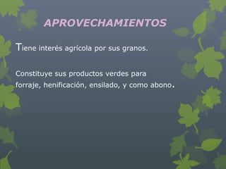 APROVECHAMIENTOS

Tiene interés agrícola por sus granos.

Constituye sus productos verdes para
forraje, henificación, ensilado, y como abono.
 