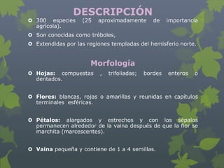 DESCRIPCIÓN
 300 especies     (25   aproximadamente        de    importancia
  agrícola).
 Son conocidas como tréboles,
 Extendidas por las regiones templadas del hemisferio norte.


                      Morfología
 Hojas: compuestas       ,   trifoliadas;   bordes   enteros   o
  dentados.


 Flores: blancas, rojas o amarillas y reunidas en capítulos
  terminales esféricas.


 Pétalos: alargados y estrechos y con los sépalos
  permanecen alrededor de la vaina después de que la flor se
  marchita (marcescentes).


 Vaina pequeña y contiene de 1 a 4 semillas.
 