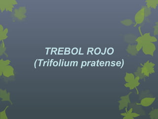 TREBOL ROJO
(Trifolium pratense)
 
