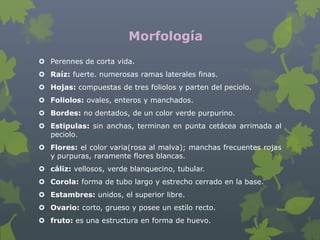 Morfología
 Perennes de corta vida.
 Raíz: fuerte. numerosas ramas laterales finas.
 Hojas: compuestas de tres foliolos y parten del peciolo.
 Foliolos: ovales, enteros y manchados.
 Bordes: no dentados, de un color verde purpurino.
 Estipulas: sin anchas, terminan en punta cetácea arrimada al
  peciolo.
 Flores: el color varia(rosa al malva); manchas frecuentes rojas
  y purpuras, raramente flores blancas.
 cáliz: vellosos, verde blanquecino, tubular.
 Corola: forma de tubo largo y estrecho cerrado en la base.
 Estambres: unidos, el superior libre.
 Ovario: corto, grueso y posee un estilo recto.
 fruto: es una estructura en forma de huevo.
 