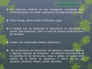  Por selección artificial se han conseguido variedades para
  contenido graso, sin restar importancia al subproducto (aceite).


 Como forraje, abono verde henificado o paja.


 A medida que se desarrolla la agricultura, la utilización va
  siendo mas especifica, tanto a nivel de especie botánica como
  de variedad.


 Pueden ser medicinales (habas, garbanzos).


 son productores de fermentos: los géneros Canavalia, Glycine
  y algunas especies de Phaseolus; se obtienen aminoácidos de
  las semillas de los altramuces, vezas y judías; se extrae acido
  oxálico de la planta de garbanzo, y cítrico de las del
  guisante, altramuz, habas y judías (Burkart).
 