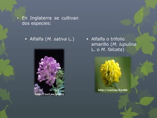 • En Inglaterra se cultivan
  dos especies:


    Alfalfa (M. sativa L.)    Alfalfa o trifolio
                                amarillo (M. lupulina
                                L. o M. falcata)




                                   http://xurl.es/h1n86
       http://xurl.es/yv8k5
 