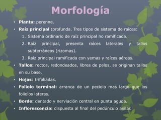 Morfología
• Planta: perenne.
• Raíz principal :profunda. Tres tipos de sistema de raíces:
   1. Sistema ordinario de raíz principal no ramificada.
   2. Raíz    principal,   presenta   raíces   laterales   y   tallos
       subterráneos (rizomas).
   3. Raíz principal ramificada con yemas y raíces aéreas.
• Tallos: rectos, redondeados, libres de pelos, se originan tallos
  en su base.
• Hojas: trifoliadas.
• Foliolo terminal: arranca de un peciolo mas largo que los
  foliolos lateras.
• Borde: dentado y nerviación central en punta aguda.
• Inflorescencia: dispuesta al final del pedúnculo axilar.
 