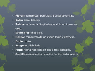 • Flores: numerosas, purpuras, a veces amarillas.
• Cáliz: cinco dientes.
• Pétalo: eminencia dirigida hacia atrás en forma de
  dedo.
• Estambres: diadelfos.
• Pistilo: compuesto de un ovario largo y estrecho
• Estilo: corto
• Estigma: bilobulado.
• Fruto: vaina retorcida en dos o tres espirales.
• Semillas: numerosos, quedan en libertad al abrirse.
 