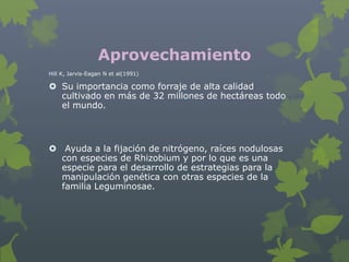 Aprovechamiento
Hill K, Jarvis-Eagan N et al(1991)

 Su importancia como forraje de alta calidad
  cultivado en más de 32 millones de hectáreas todo
  el mundo.



 Ayuda a la fijación de nitrógeno, raíces nodulosas
  con especies de Rhizobium y por lo que es una
  especie para el desarrollo de estrategias para la
  manipulación genética con otras especies de la
  familia Leguminosae.
 