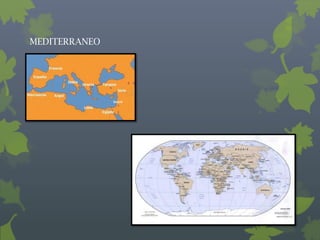 MEDITERRANEO
 
