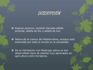  Especie perenne, también llamada alfalfa
  amarilla, alfalfa de flor o alfalfa de hoz.


 Nativa de la cuenca del Mediterráneo, aunque está
  extendida por todo el mundo en la actualidad.


 De su hibridación con Medicago sativa se han
  desarrollado tipos de plantas muy apreciadas en
  agricultura como forrajeras.
 