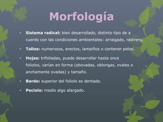 Morfología
•   Sistema radical: bien desarrollado, distinto tipo de a
    cuerdo con las condiciones ambientales: arraigado, rastrero.

•   Tallos: numerosos, erectos, lampiños o contener pelos.

•   Hojas: trifoliadas, puede desarrollar hasta once
    foliolos, varían en forma (obovadas, oblongas, ovales o
    anchamente ovadas) y tamaño.

•   Borde: superior del foliolo es dentado.

•   Peciolo: medio algo alargado.
 
