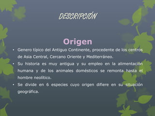 Origen
• Genero típico del Antiguo Continente, procedente de los centros
  de Asia Central, Cercano Oriente y Mediterráneo.
• Su historia es muy antigua y su empleo en la alimentación
  humana y de los animales domésticos se remonta hasta el
  hombre neolítico.
• Se divide en 6 especies cuyo origen difiere en su situación
  geográfica.
 