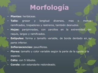 Morfología
• Plantas: herbáceas.
• Tallo:     grosor   y      longitud   diversos,         mas   o   menos
  ramificados, trepadores y rastreros, también desnudos.
• Hojas:     paripinnadas,    con   zarcillos   en   la    extremidad   del
  raquis, largos y ramificados.
• Estipulas: forma y tamaño variable, de borde dentado en su
  parte inferior.
• Inflorescencias: paucifloras.
• Flores: tamaño y color variable según la parte de la corola y la
  especie.
• Cáliz: con 5 lóbulos.
• Corola: con estandarte redondeado.
 