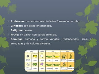 • Androceo: con estambres diadelfos formando un tubo.
• Gineceo: con estilo ensanchado.
• Estigma: peloso.
• Fruto: en vaina, con varias semillas.
• Semillas: tamaño y forma variable, redondeadas, lisas, o
  arrugadas y de colores diversos.
 
