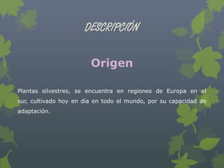 Origen

Plantas silvestres, se encuentra en regiones de Europa en el
sur, cultivado hoy en día en todo el mundo, por su capacidad de
adaptación.
 