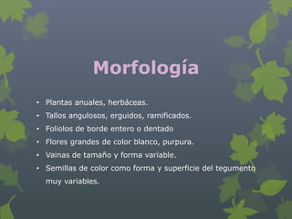 Morfología
• Plantas anuales, herbáceas.
• Tallos angulosos, erguidos, ramificados.
• Foliolos de borde entero o dentado
• Flores grandes de color blanco, purpura.
• Vainas de tamaño y forma variable.
• Semillas de color como forma y superficie del tegumento
  muy variables.
 