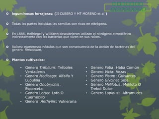    leguminosas forrajeras: (JI CUBERO Y MT MORENO et al )


   Todas las partes incluidas las semillas son ricas en nitrógeno.


   En 1886, Hellriegel y Willfarth descubrieron utilizan el nitrógeno atmosférico
    indirectamente con las bacterias que viven en sus raíces.


   Raíces: numerosos nódulos que son consecuencia de la acción de bacterias del
    genero Rhizobium.


   Plantas cultivadas:

         •   Genero Trifolium: Tréboles             •   Genero Faba: Haba Común
             Verdaderos                             •   Genero Vicia: Vezas
         •   Genero Medicago: Alfalfa Y             •   Genero Pisum: Guisantes
             Lupulina                               •   Genero Glycine: Soja
         •   Genero Onobrychis:                     •   Genero Melilotus: Meliloto O
             Esparceta                                  Trebol Dulce
         •   Genero Lotus: Loto O                   •   Genero Lupinus: Altramuces
             Cuernecillo
         •   Genero Anthyllis: Vulneraria
 
