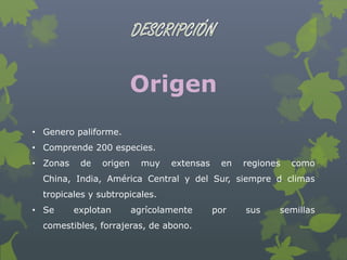 Origen
• Genero paliforme.
• Comprende 200 especies.
• Zonas    de   origen     muy   extensas    en   regiones   como
  China, India, América Central y del Sur, siempre d climas
  tropicales y subtropicales.
• Se      explotan       agrícolamente      por   sus    semillas
  comestibles, forrajeras, de abono.
 