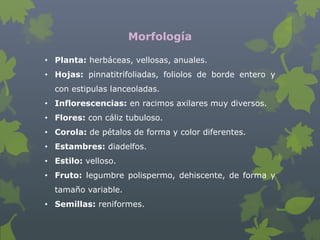 Morfología

• Planta: herbáceas, vellosas, anuales.
• Hojas: pinnatitrifoliadas, foliolos de borde entero y
  con estipulas lanceoladas.
• Inflorescencias: en racimos axilares muy diversos.
• Flores: con cáliz tubuloso.
• Corola: de pétalos de forma y color diferentes.
• Estambres: diadelfos.
• Estilo: velloso.
• Fruto: legumbre polispermo, dehiscente, de forma y
  tamaño variable.
• Semillas: reniformes.
 
