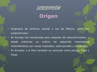 Origen

• Originaria de América central y sur de México, como del
  sudamericano.
• En Europa fue introducida poco después del descubrimiento, y
  desde     entonces   su   cultivo   ha   adquirido   importancia
  extendiéndose por zonas tropicales, subtropicales y templadas.
• En Ecuador y el Perú también es conocido como poroto, frijol y
  frejol.
 