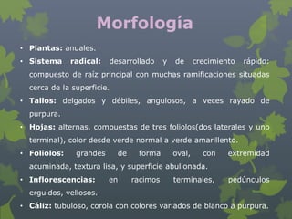 Morfología
• Plantas: anuales.
• Sistema     radical:   desarrollado      y   de      crecimiento   rápido:
  compuesto de raíz principal con muchas ramificaciones situadas
  cerca de la superficie.
• Tallos: delgados y débiles, angulosos, a veces rayado de
  purpura.
• Hojas: alternas, compuestas de tres foliolos(dos laterales y uno
  terminal), color desde verde normal a verde amarillento.
• Foliolos:    grandes      de    forma        oval,     con    extremidad
  acuminada, textura lisa, y superficie abullonada.
• Inflorescencias:       en      racimos       terminales,      pedúnculos
  erguidos, vellosos.
• Cáliz: tubuloso, corola con colores variados de blanco a purpura.
 