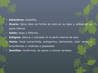 • Estambres: diadelfos.
• Ovario: típico disco en forma de tubo en su base y velloso en su
  parte inferior.
• Estilo: largo y filiforme.
• Estigma: oblicuo y colocado en la parte interna de este.
• Vaina: lineal comprimida, polispermo, dehiscente, color verde, o
  amarillentas o violáceas o jaspeadas.
• Semillas: reniformes, de pesos y colores variados
 