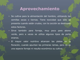 Aprovechamiento
• Se cultiva para la alimentación del hombre, utilizando las
  semillas secas o tiernas. Tiene toxicidad que sólo se
  presenta cuando están crudos, con la cocción se destruyen
  estos factores.
• Sirve   también      para   forraje,   muy   poco    para    abono
  verde, pero a veces se utiliza algunos tipos de porte
  enanos.
• El   mayor   valor    nutritivo   alcanzan   las    platas   en   la
  floración, cuando apuntan las primeras ramas, pero no es
  una especie forraje ni resulta económico su cultivo.
 