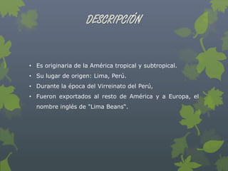 • Es originaria de la América tropical y subtropical.
• Su lugar de origen: Lima, Perú.
• Durante la época del Virreinato del Perú,
• Fueron exportados al resto de América y a Europa, el
  nombre inglés de "Lima Beans“.
 