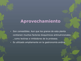 Aprovechamiento

• Son comestibles. Aun que los granos de esta planta
  contienen muchos factores bioquímicos antinutricionales
  , como lectinas e inhibidores de la proteasa.
• Es utilizado ampliamente en la gastronomía andina.
 