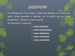 • Se distingue por sus vainas, numero de semillas y su forma de
  lente, flores pequeñas y blancas, por su estilo con un surco
  longitudinal, velludo en parte superior.
• Se distinguen 5 especies:
                             Lens lenticula
                             Lens kotschyana
                             Lens nigricans
                             Lens orientalis
                             Lens esculenta
 