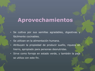 Aprovechamientos

• Se cultiva por sus semillas agradables, digestivas y
  fácilmente cocinables.
• Se utilizan en la alimentación humana.
• Atribuyen la propiedad de producir sueño, riqueza en
  hierro, apropiado para personas desnutridas.
• Sirve como forraje en estado verde, y también la paja
  se utiliza con este fin.
 