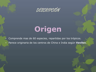Origen
• Comprende mas de 60 especies, repartidas por los trópicos.
• Parece originaria de los centros de China e India según Vavilov.
 