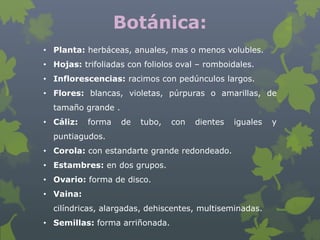 Botánica:
• Planta: herbáceas, anuales, mas o menos volubles.
• Hojas: trifoliadas con foliolos oval – romboidales.
• Inflorescencias: racimos con pedúnculos largos.
• Flores: blancas, violetas, púrpuras o amarillas, de
  tamaño grande .
• Cáliz:   forma    de   tubo,   con   dientes   iguales   y
  puntiagudos.
• Corola: con estandarte grande redondeado.
• Estambres: en dos grupos.
• Ovario: forma de disco.
• Vaina:
  cilíndricas, alargadas, dehiscentes, multiseminadas.
• Semillas: forma arriñonada.
 
