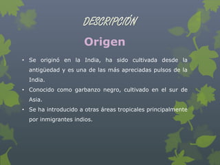 Origen
• Se originó en la India, ha sido cultivada desde la
  antigüedad y es una de las más apreciadas pulsos de la
  India.
• Conocido como garbanzo negro, cultivado en el sur de
  Asia.
• Se ha introducido a otras áreas tropicales principalmente
  por inmigrantes indios.
 