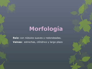 Morfología
Raíz: con nódulos suaves y redondeadas.
Vainas: estrechas, cilíndrico y largo plazo
 