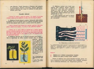 Botanica v 1986-noevol