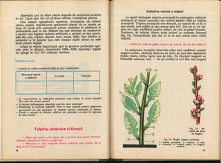 Botanica v 1986-noevol