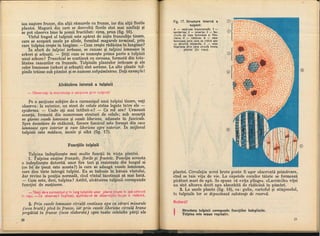 Botanica v 1986-noevol