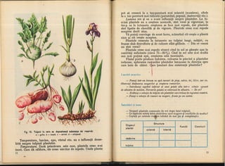 Botanica v 1986-noevol