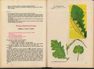 Botanica v 1986-noevol