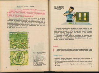 Botanica v 1986-noevol