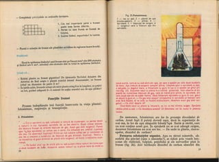 Botanica v 1986-noevol