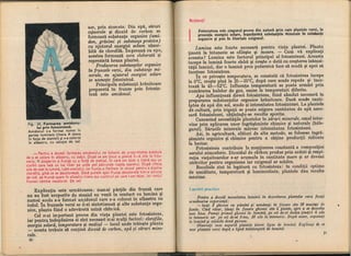 Botanica v 1986-noevol
