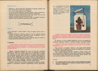 Botanica v 1986-noevol