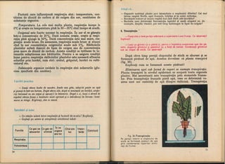 Botanica v 1986-noevol