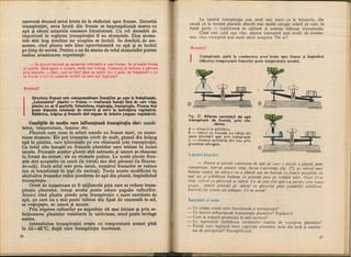 Botanica v 1986-noevol