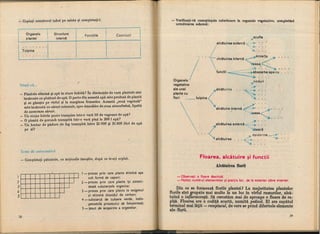 Botanica v 1986-noevol