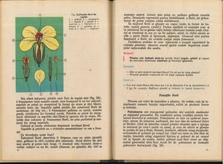Botanica v 1986-noevol