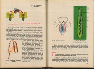 Botanica v 1986-noevol