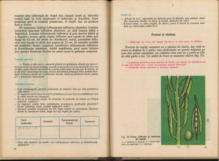 Botanica v 1986-noevol