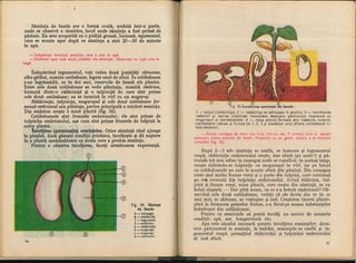 Botanica v 1986-noevol